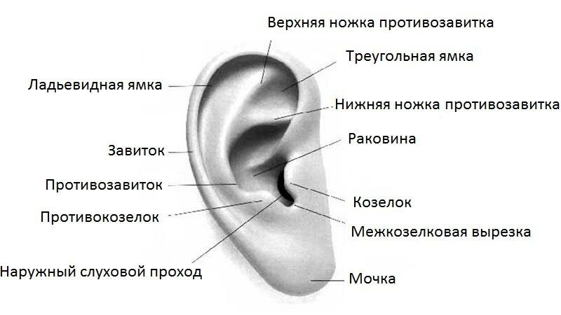 У каких животных есть ушная раковина. Строение наружного уха анатомия. Строение ушной раковины снаружи. Ушная раковина анатомия строение уха. Наружное строение уха человека.